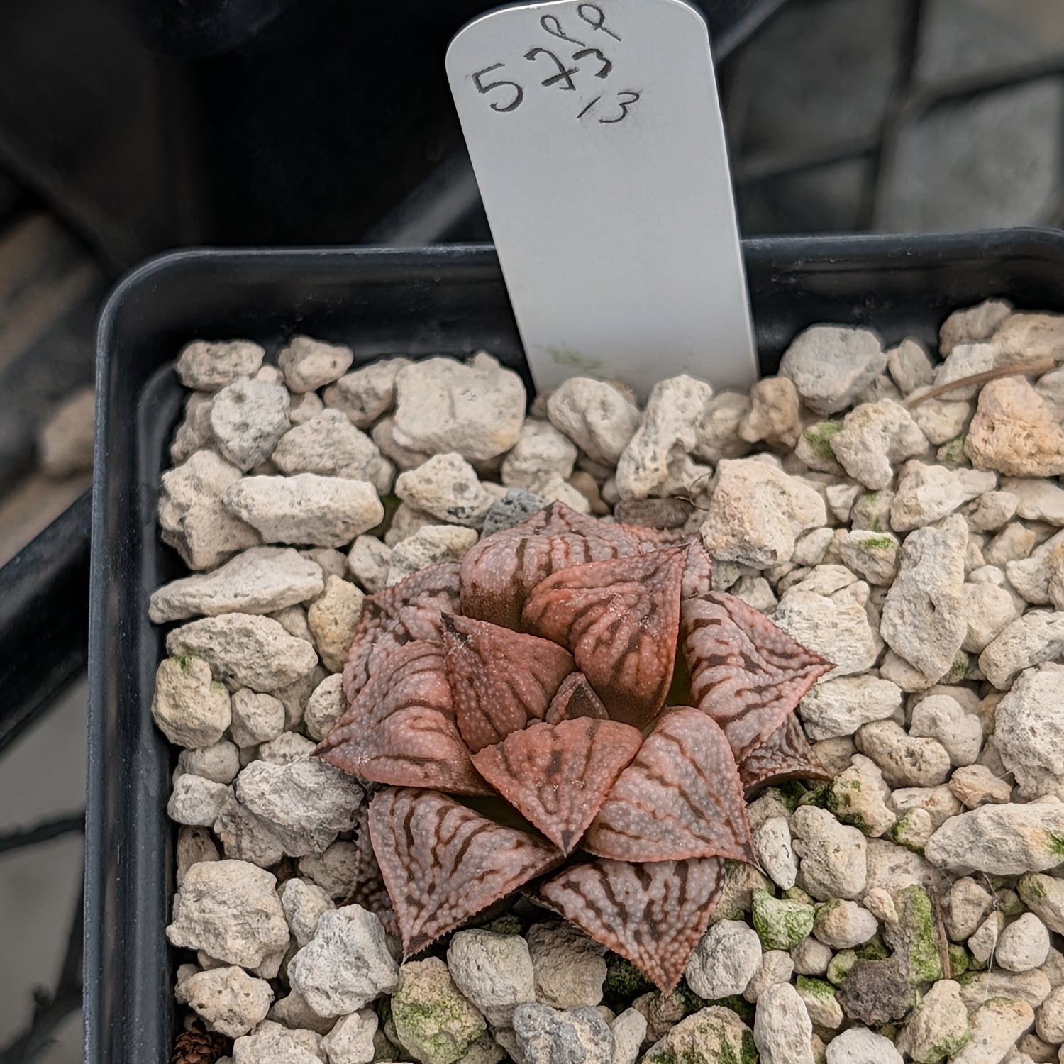 Haworthia  hybrid series PP573 #13