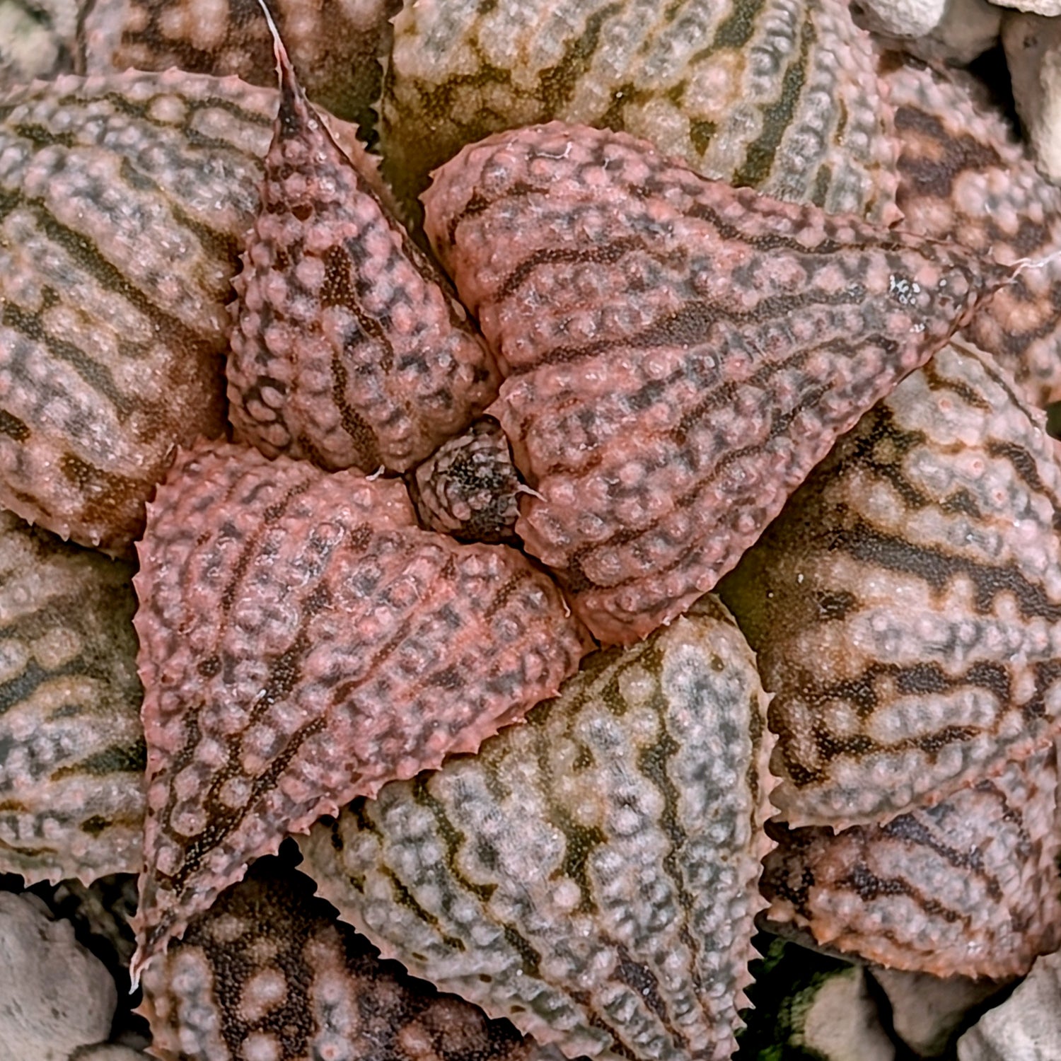 Haworthia  hybrid series PP573 #15