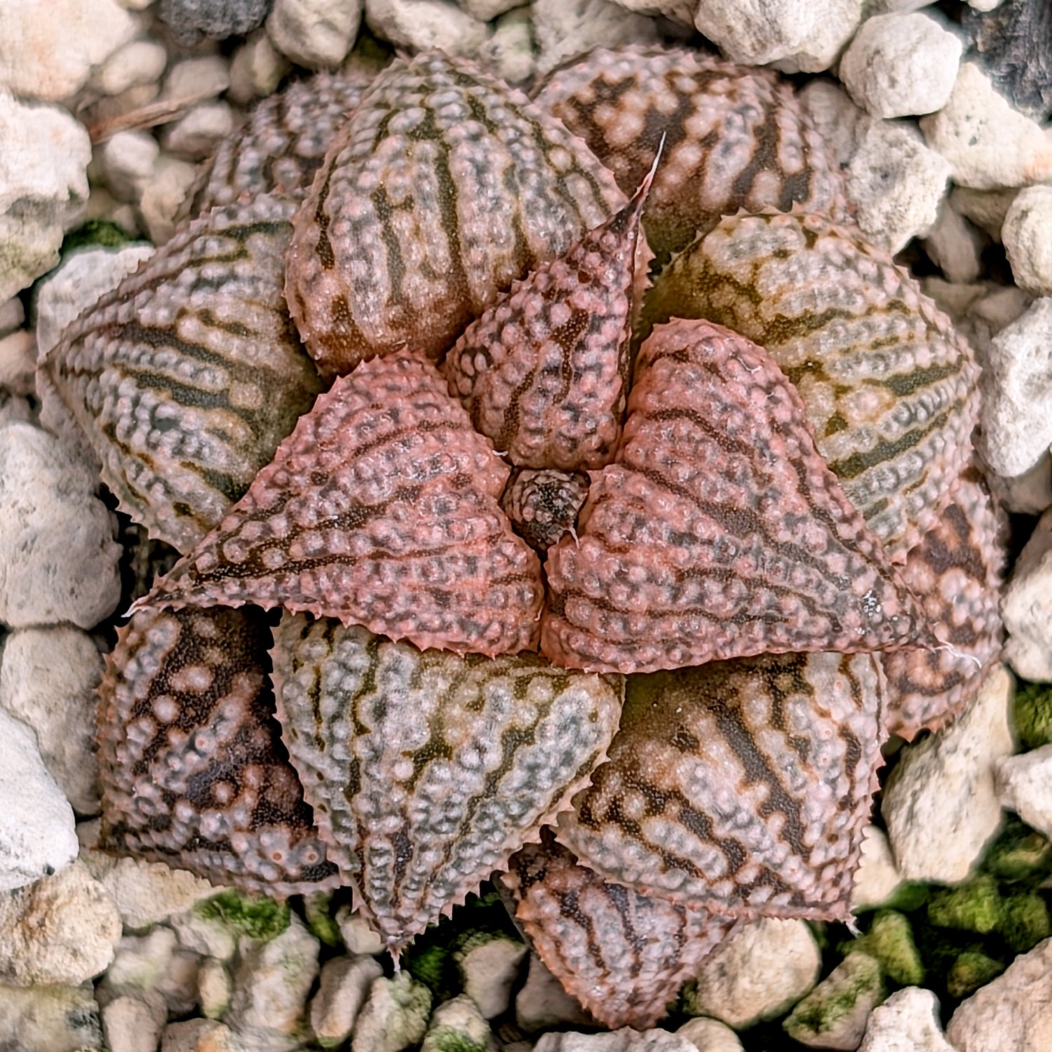 Haworthia  hybrid series PP573 #15