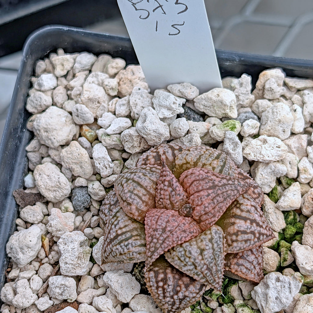 Haworthia  hybrid series PP573 #15