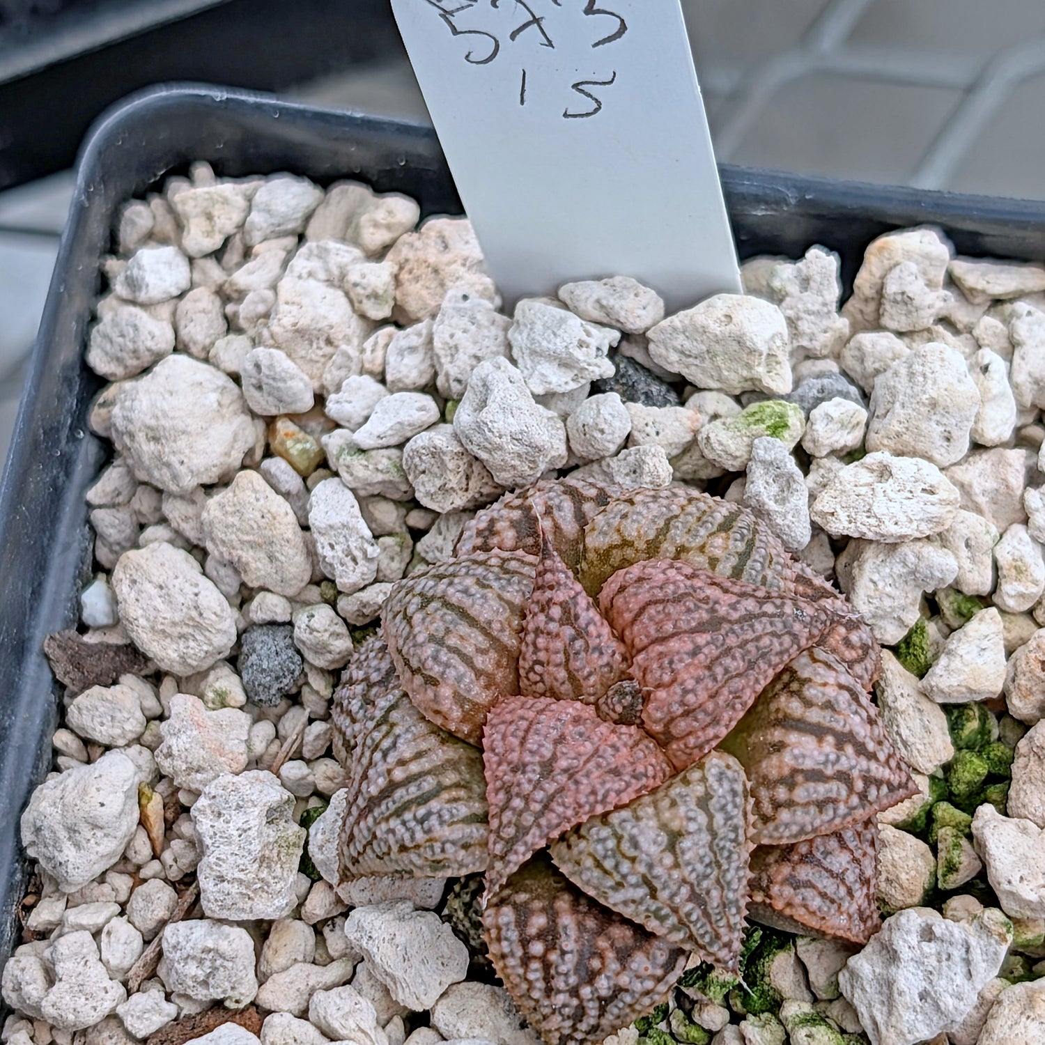 Haworthia  hybrid series PP573 #15