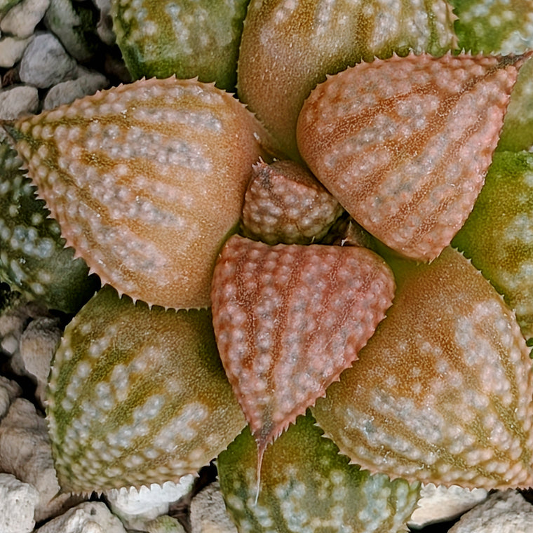 Haworthia  hybrid series PP573 #16