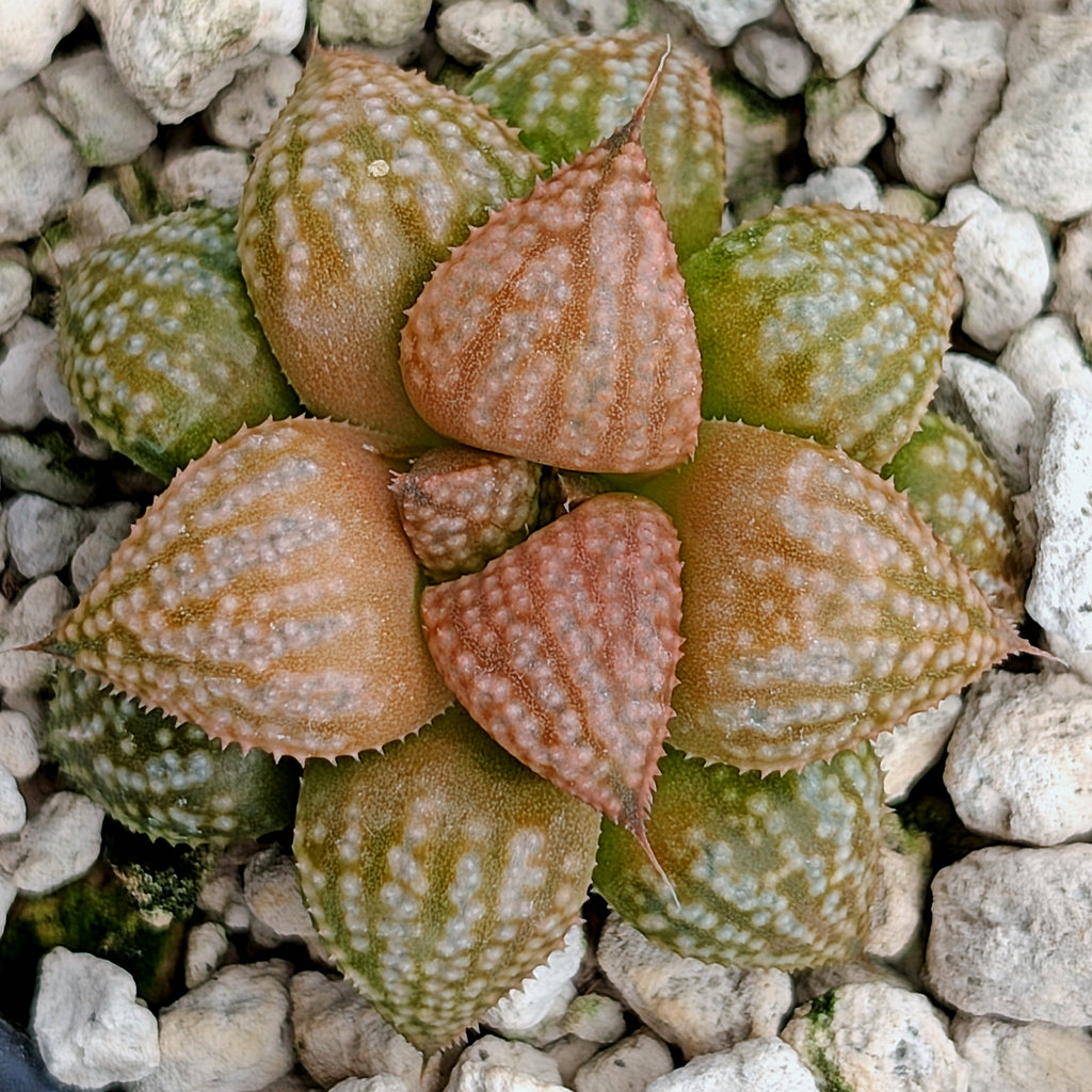 Haworthia  hybrid series PP573 #16