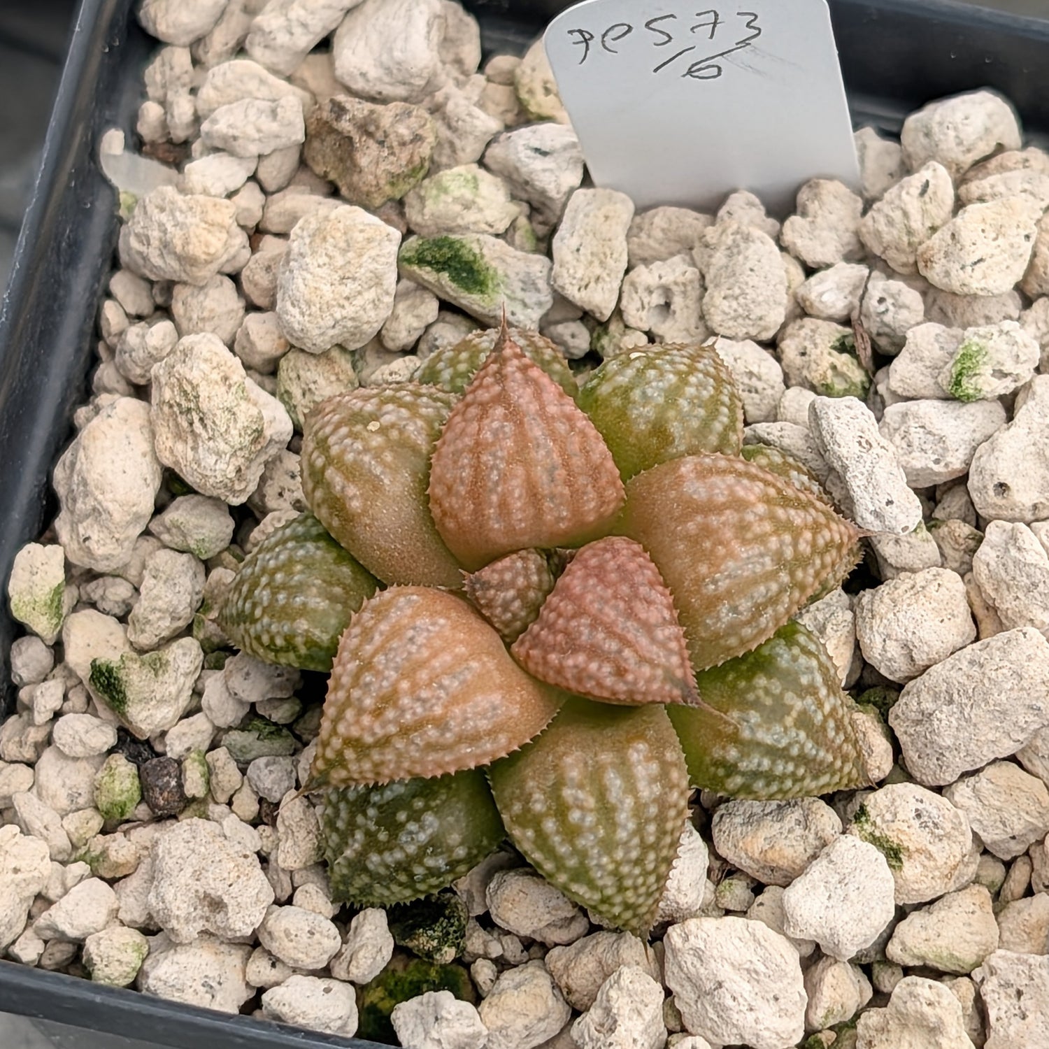 Haworthia  hybrid series PP573 #16