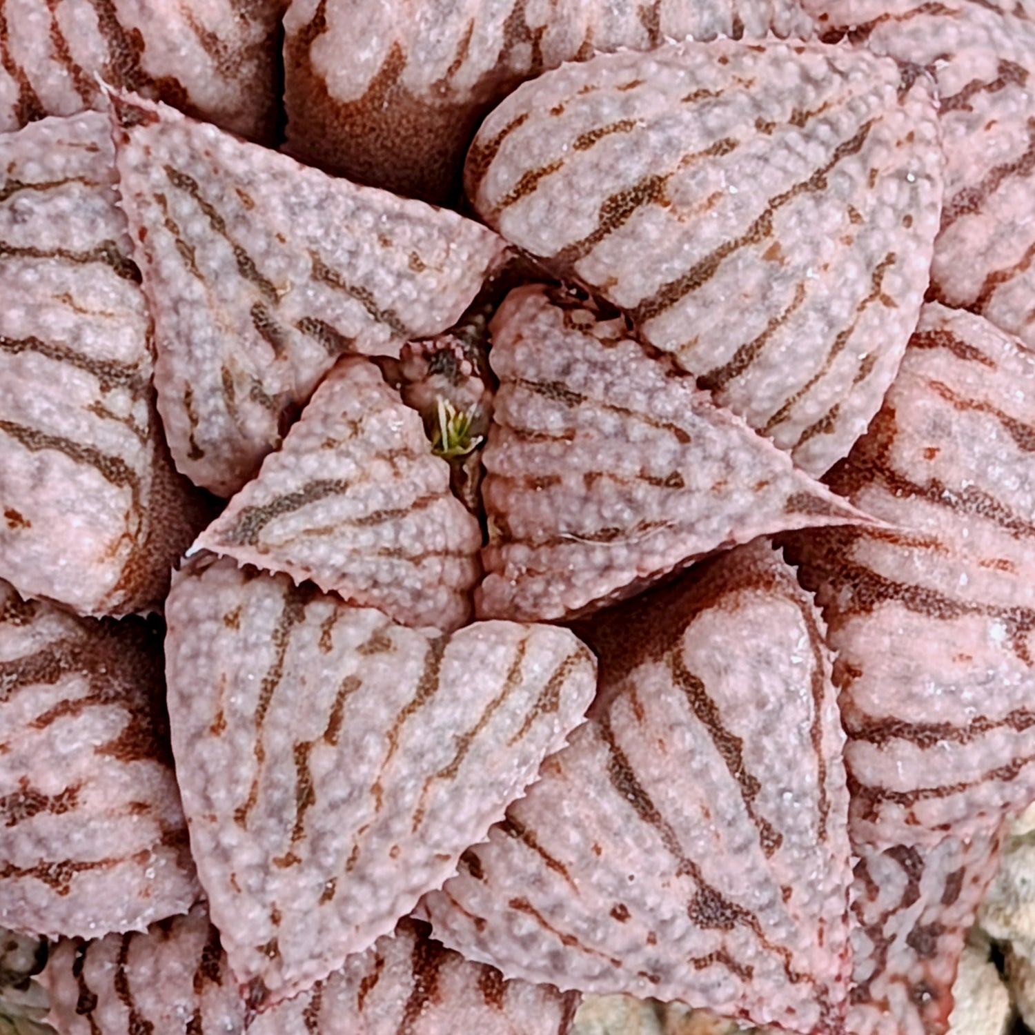 Haworthia  hybrid series PP573 #26