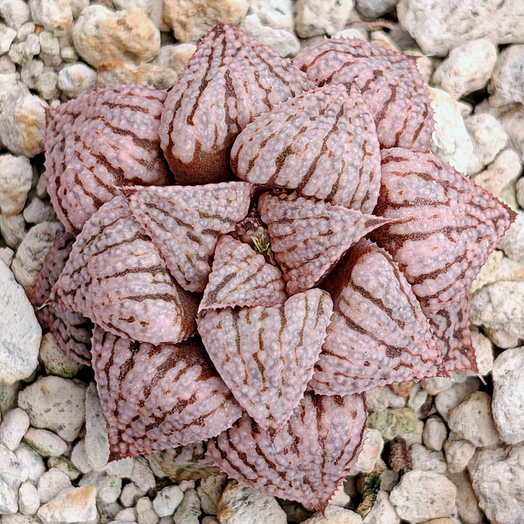 Haworthia  hybrid series PP573 #26