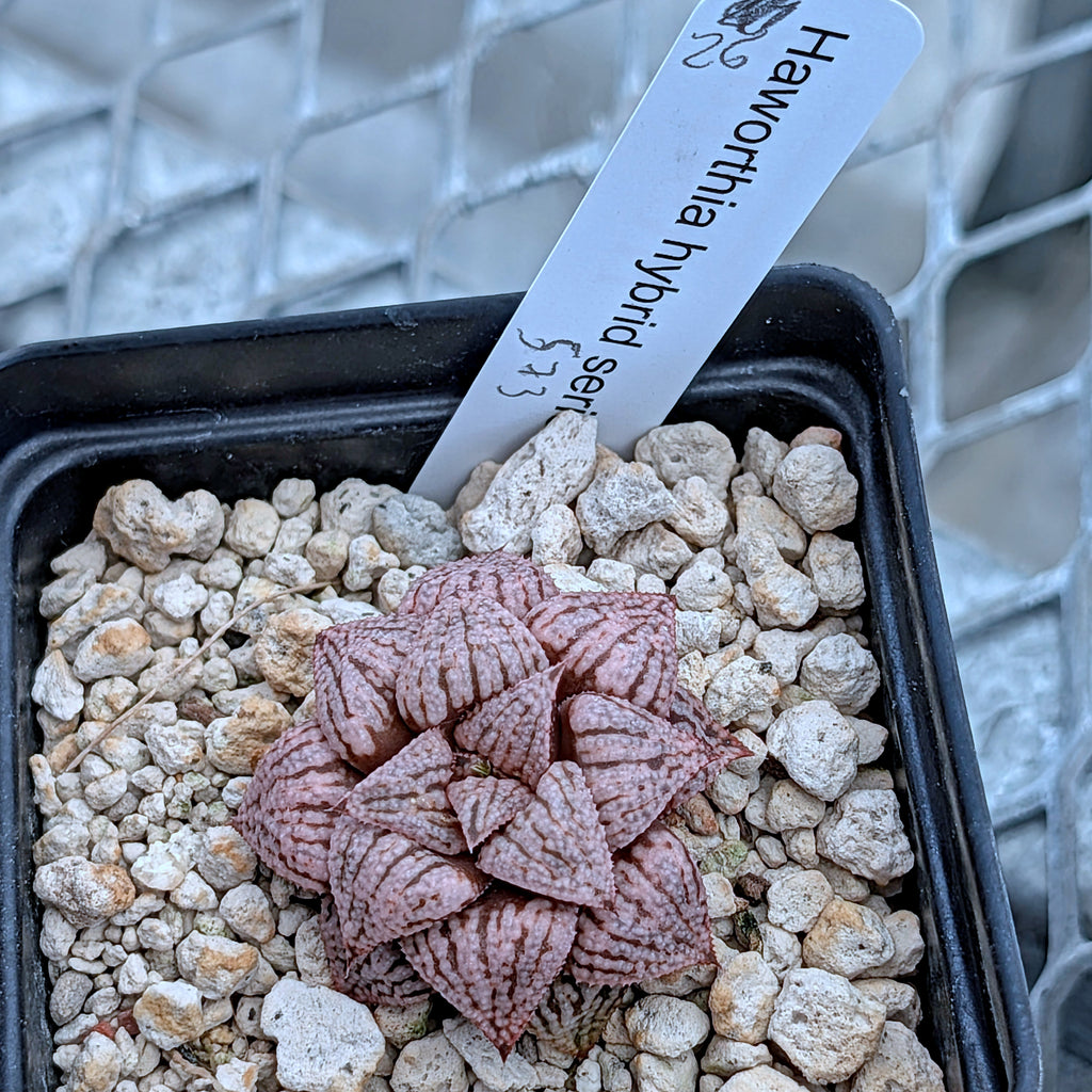 Haworthia  hybrid series PP573 #26