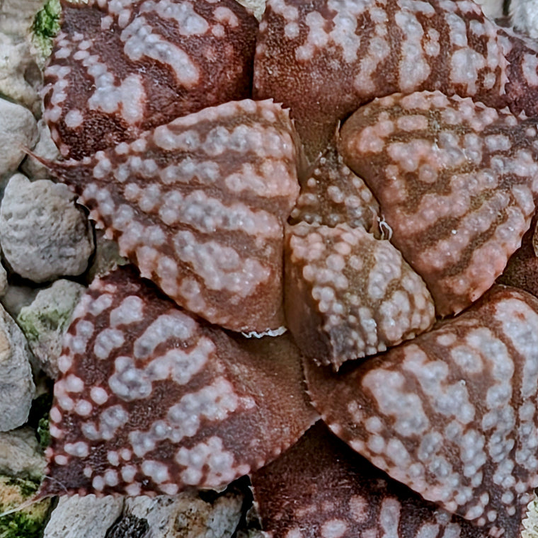 Haworthia  hybrid series PP573 #27
