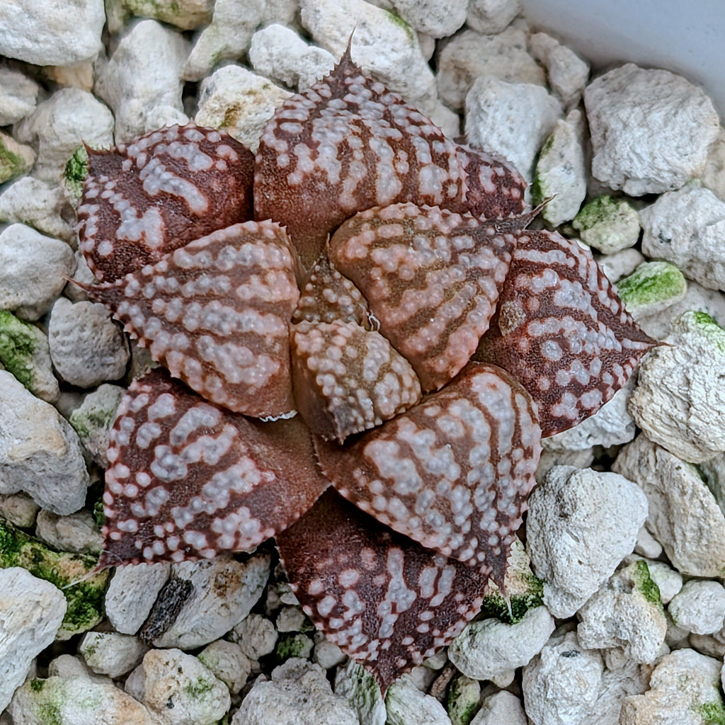 Haworthia  hybrid series PP573 #27