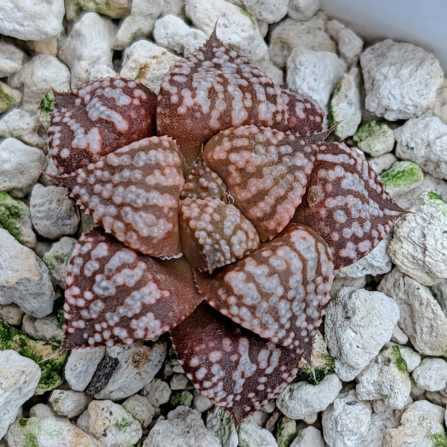 Haworthia  hybrid series PP573 #27