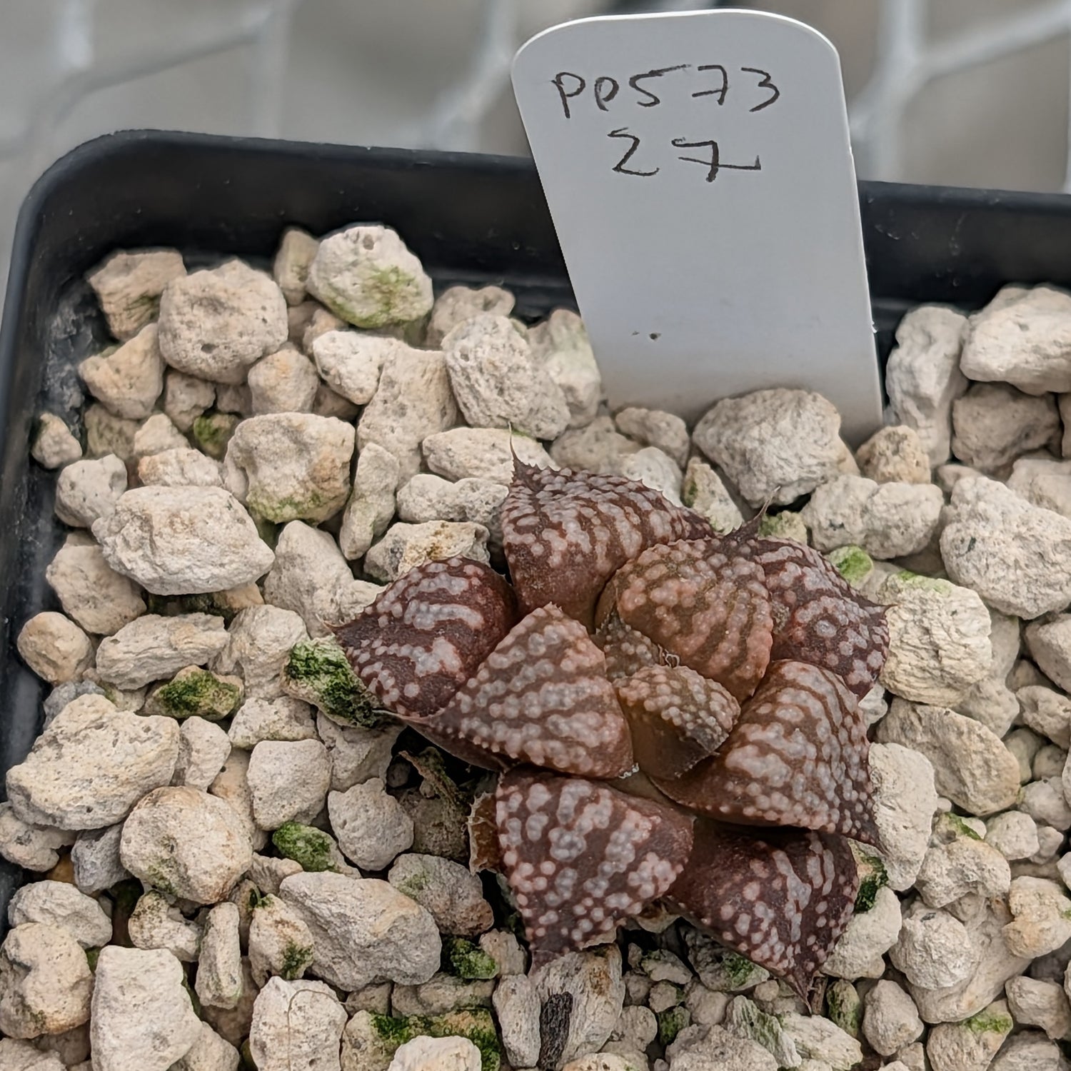 Haworthia  hybrid series PP573 #27