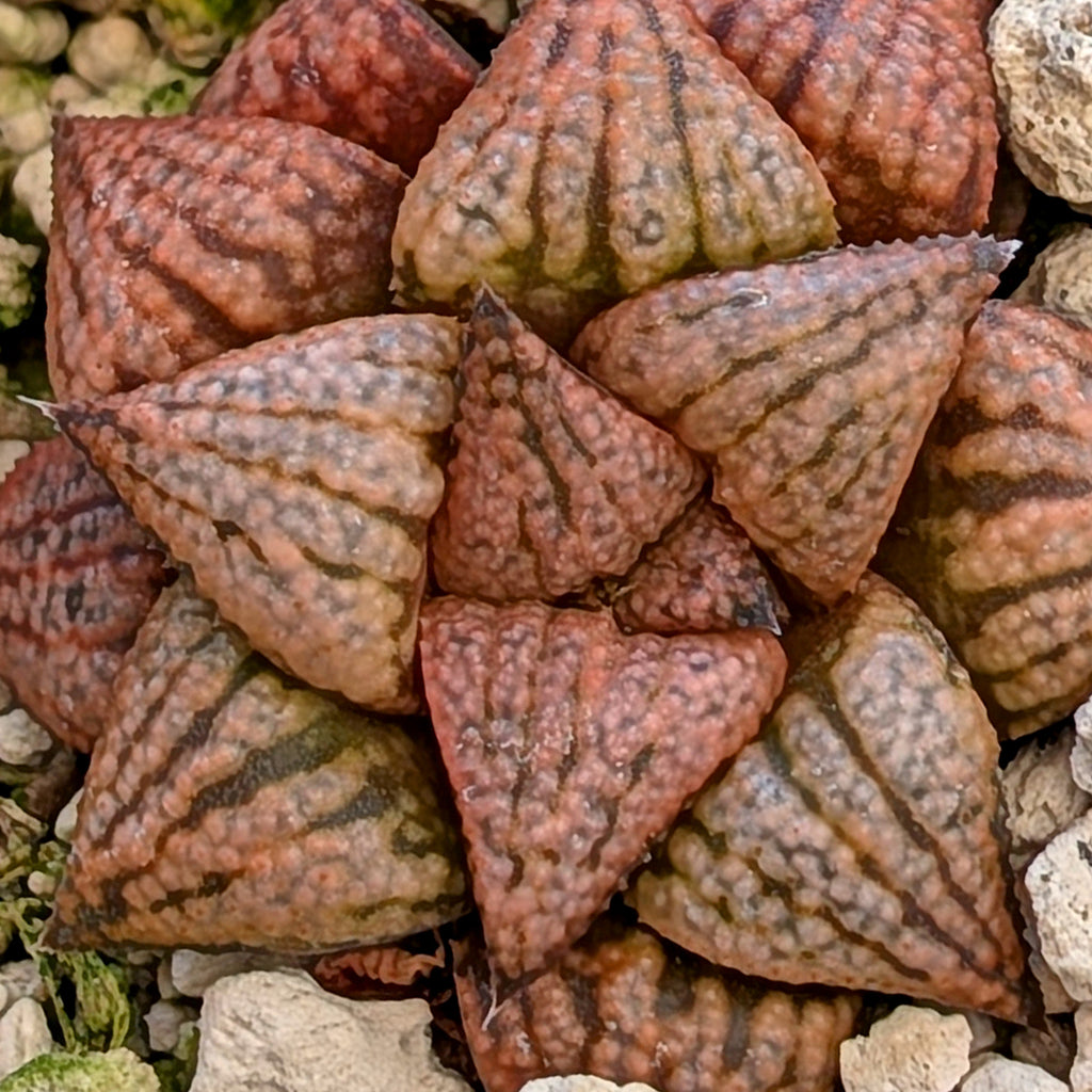 Haworthia hybrid series PP573 #28