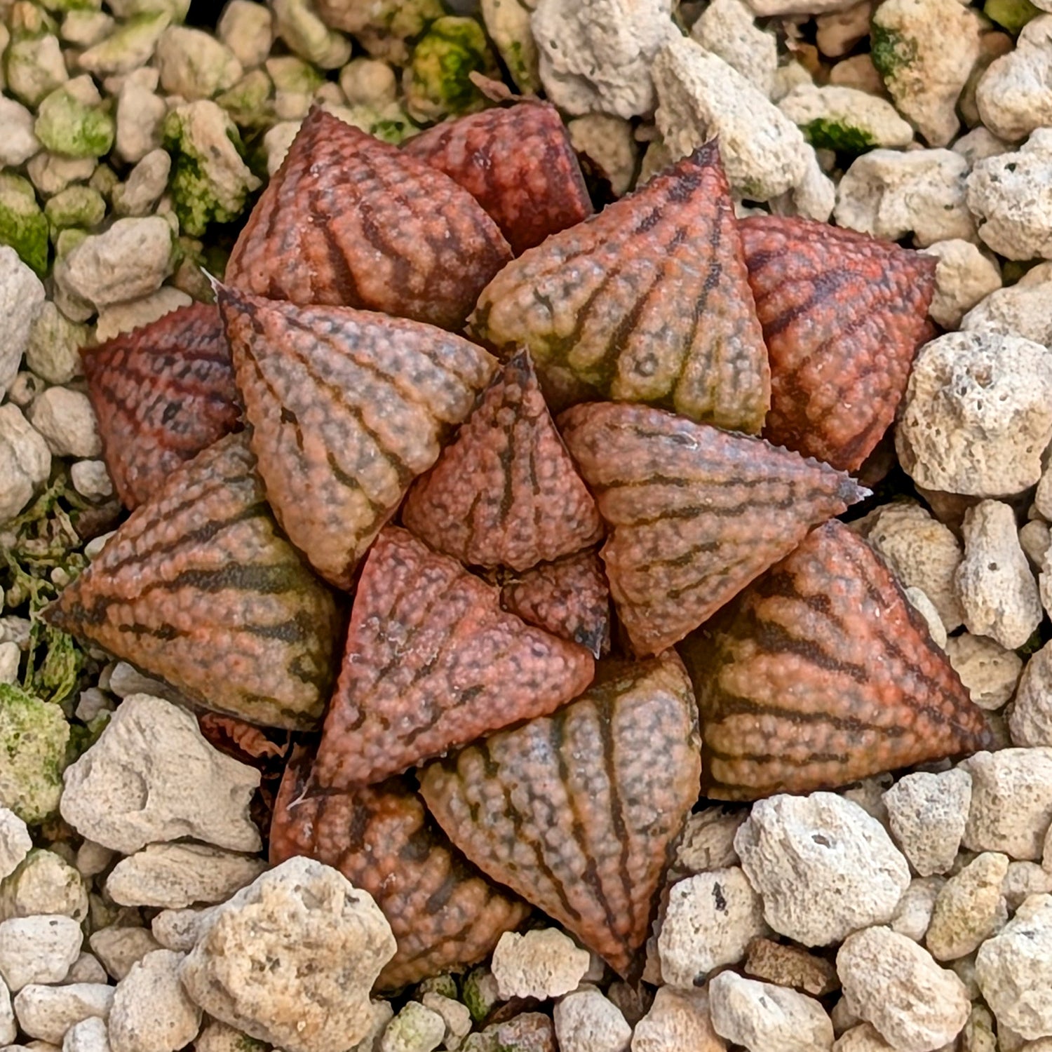 Haworthia hybrid series PP573 #28
