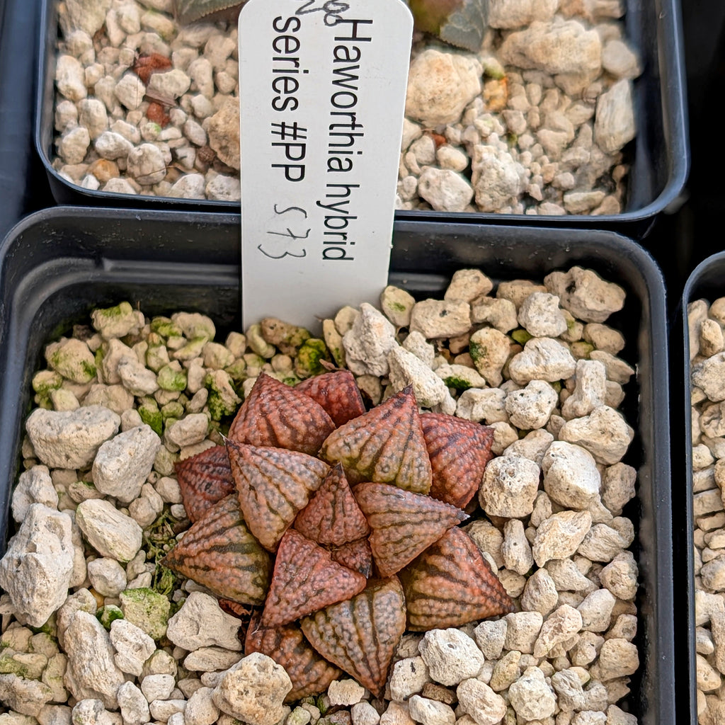 Haworthia hybrid series PP573 #28