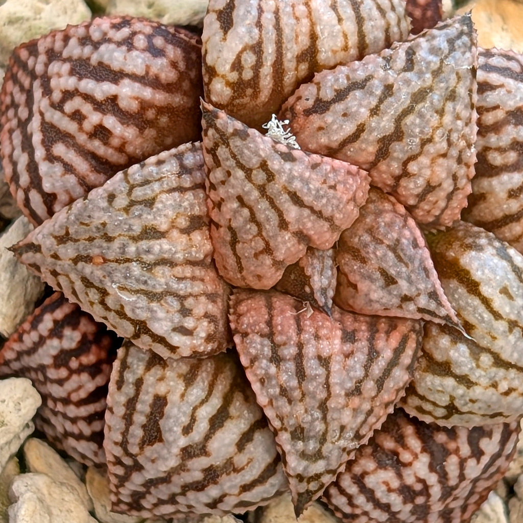 Haworthia hybrid series PP573 #29