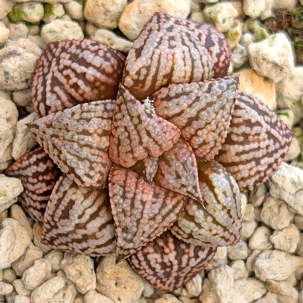 Haworthia hybrid series PP573 #29