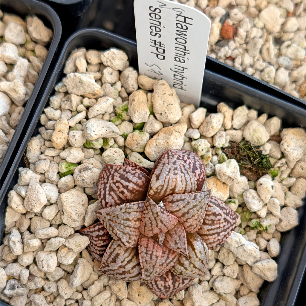 Haworthia hybrid series PP573 #29