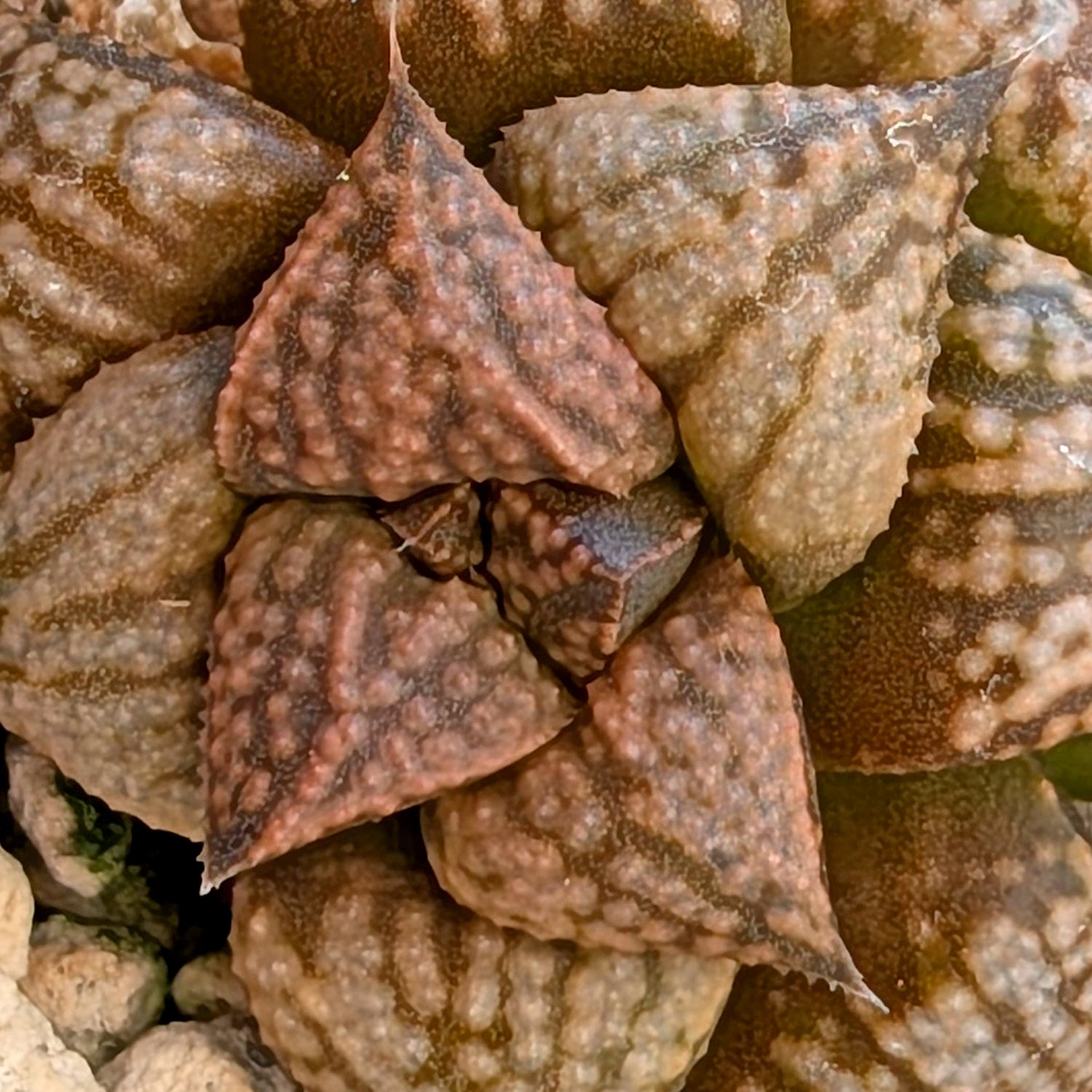 Haworthia hybrid series PP573 #35