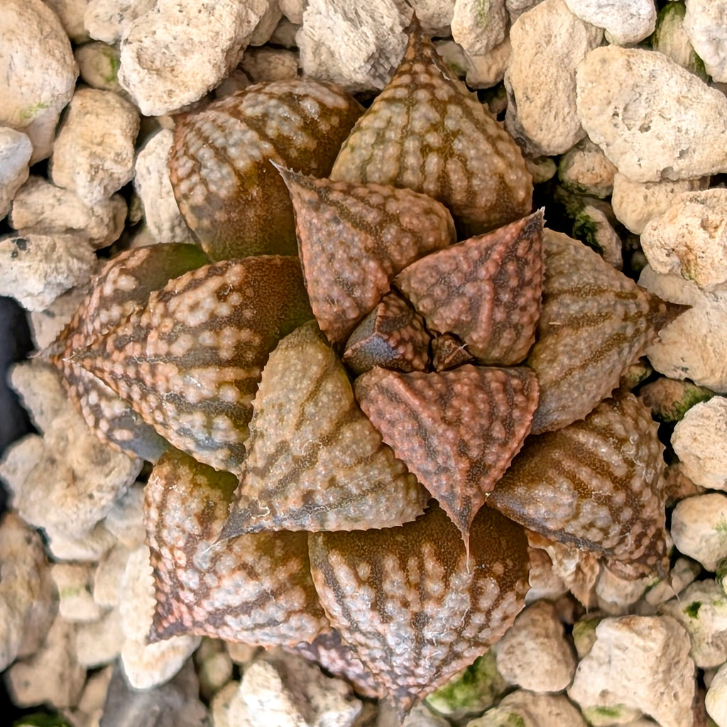 Haworthia hybrid series PP573 #35