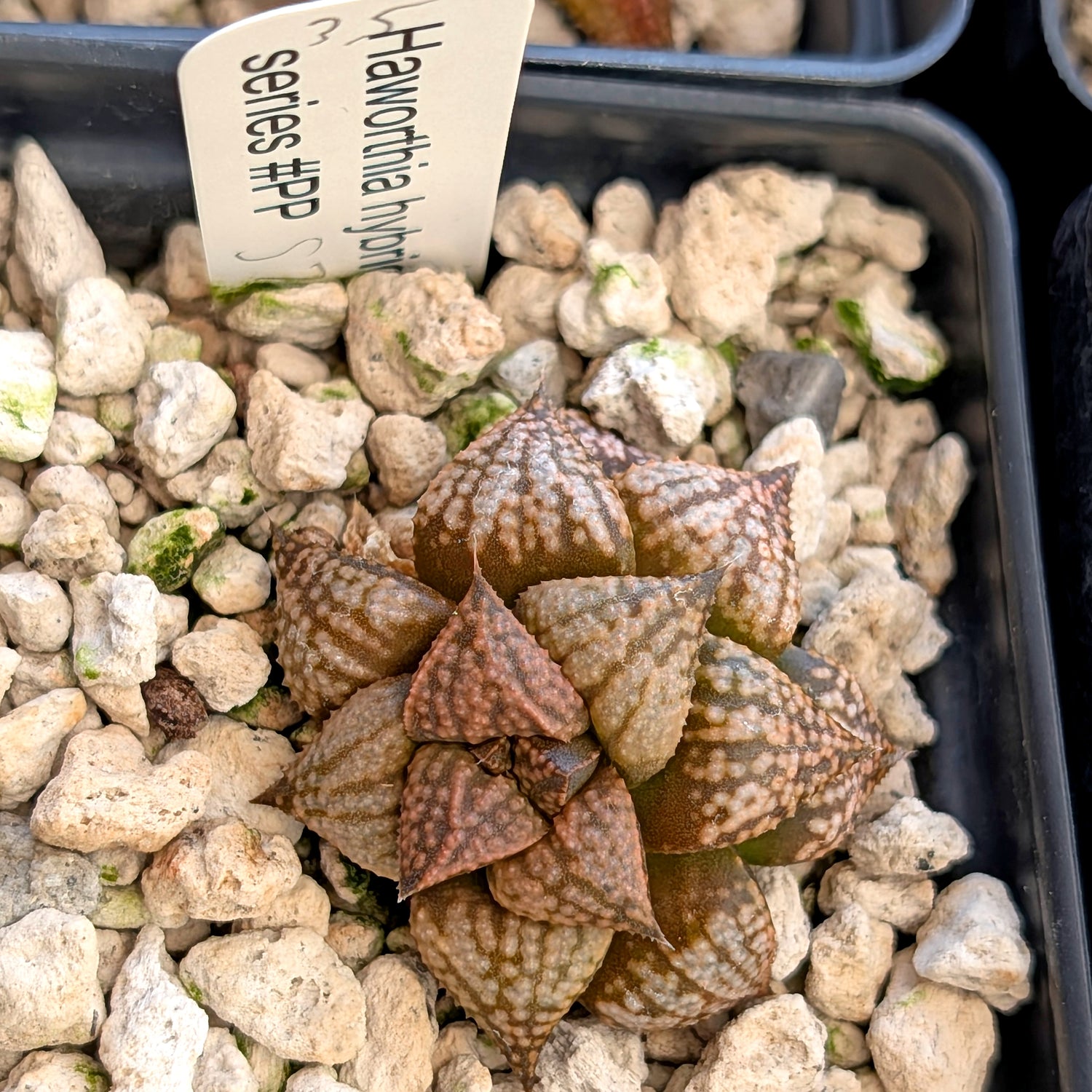 Haworthia hybrid series PP573 #35