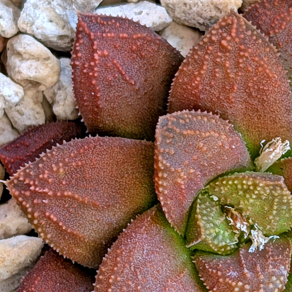 Haworthia  hybrid series PP574 #10