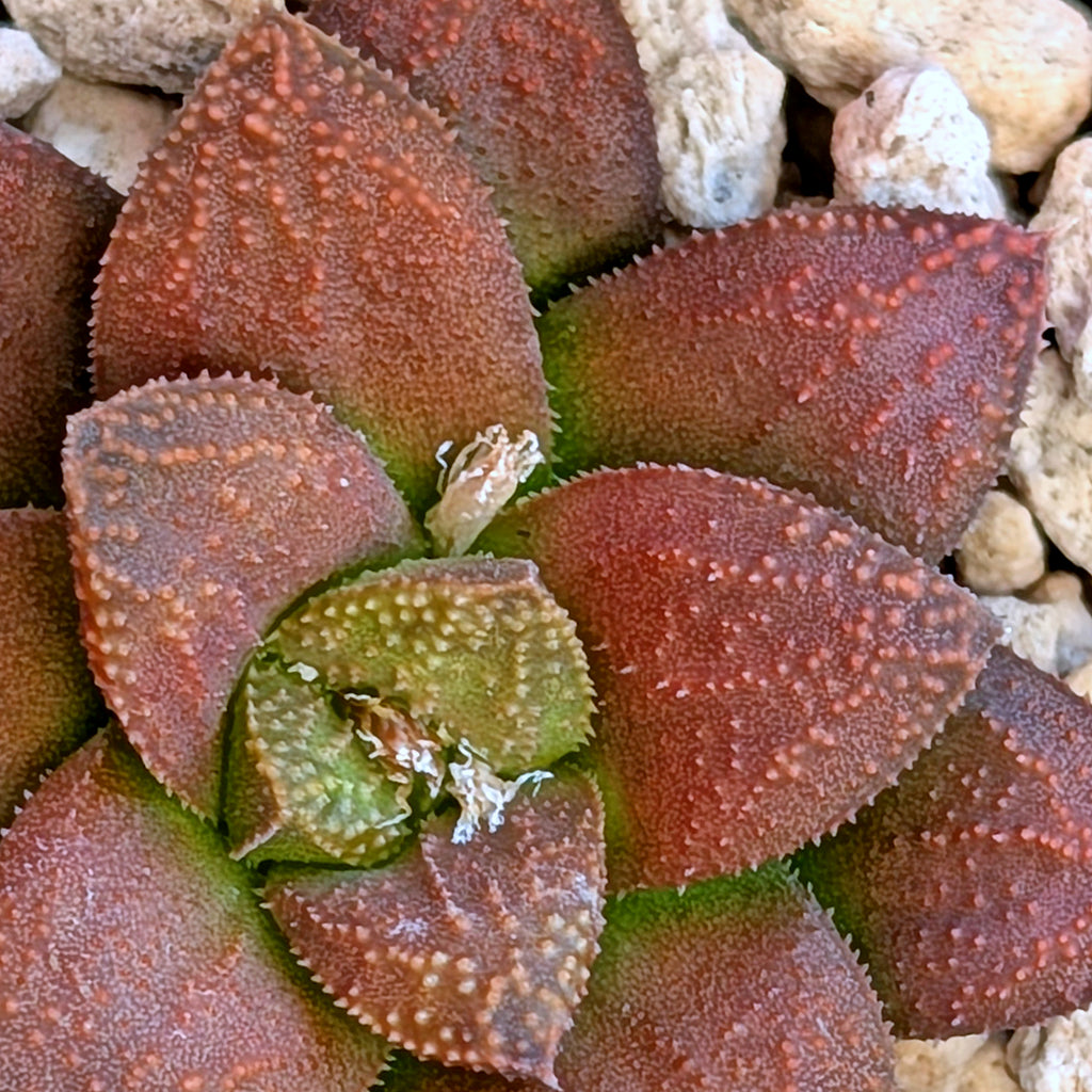Haworthia  hybrid series PP574 #10
