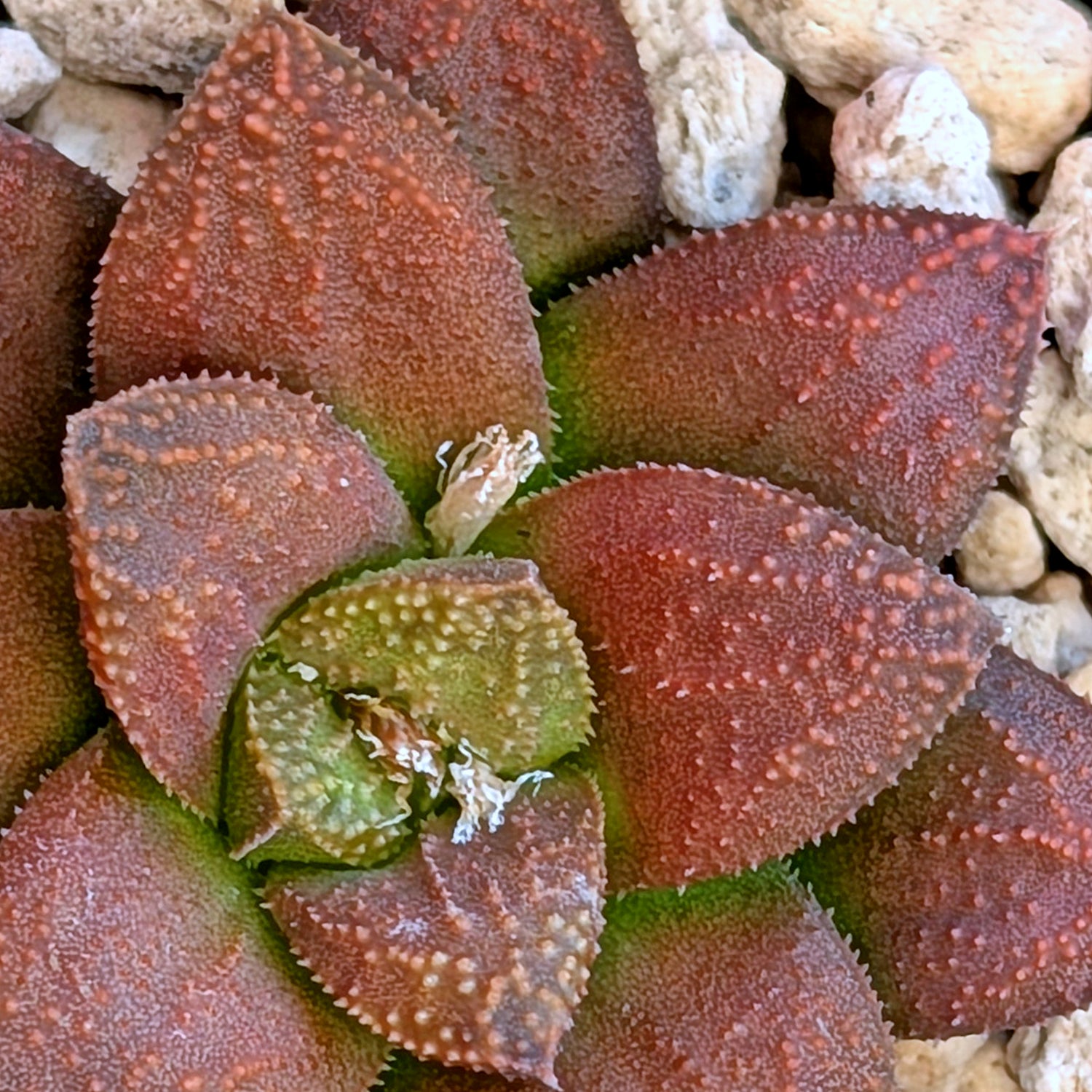 Haworthia  hybrid series PP574 #10