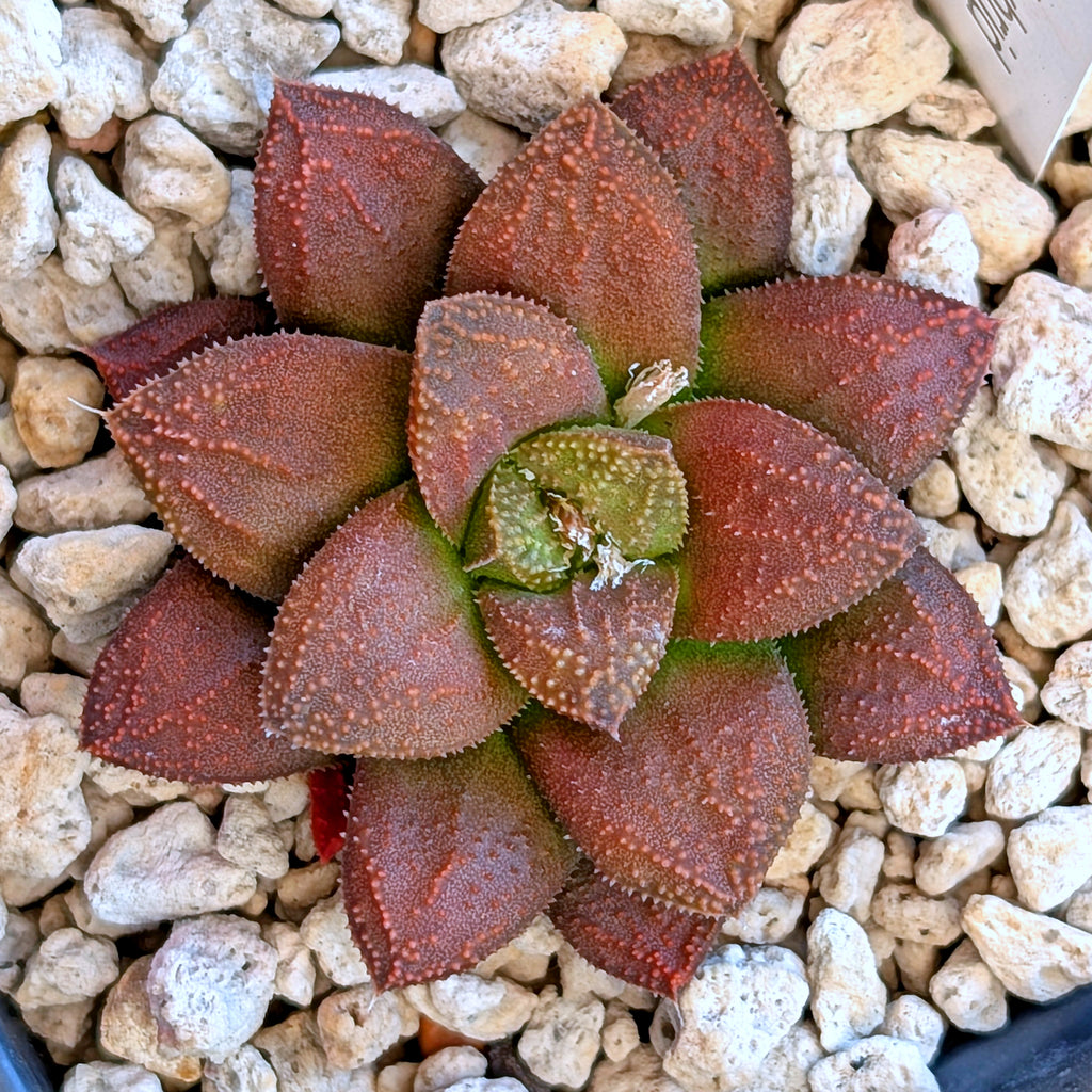 Haworthia  hybrid series PP574 #10