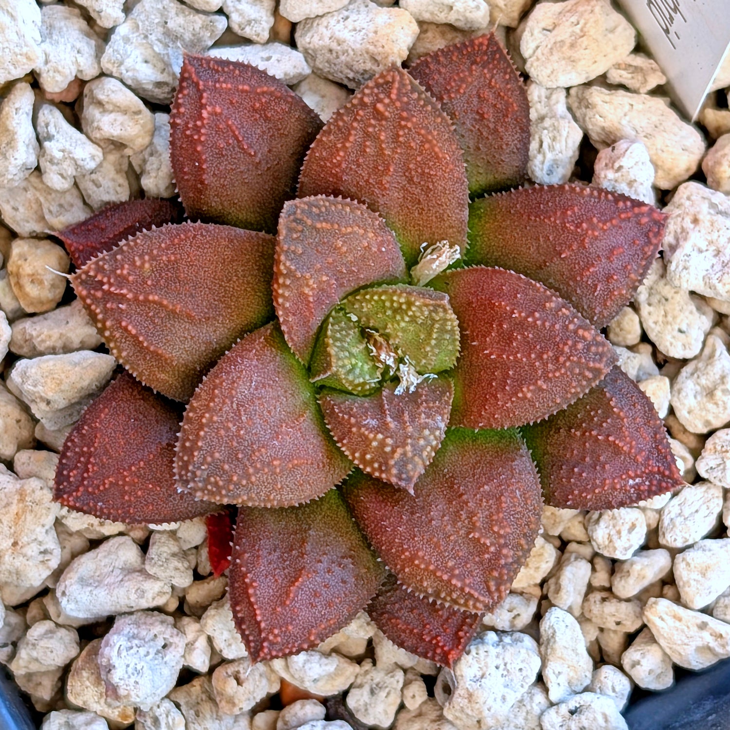 Haworthia  hybrid series PP574 #10
