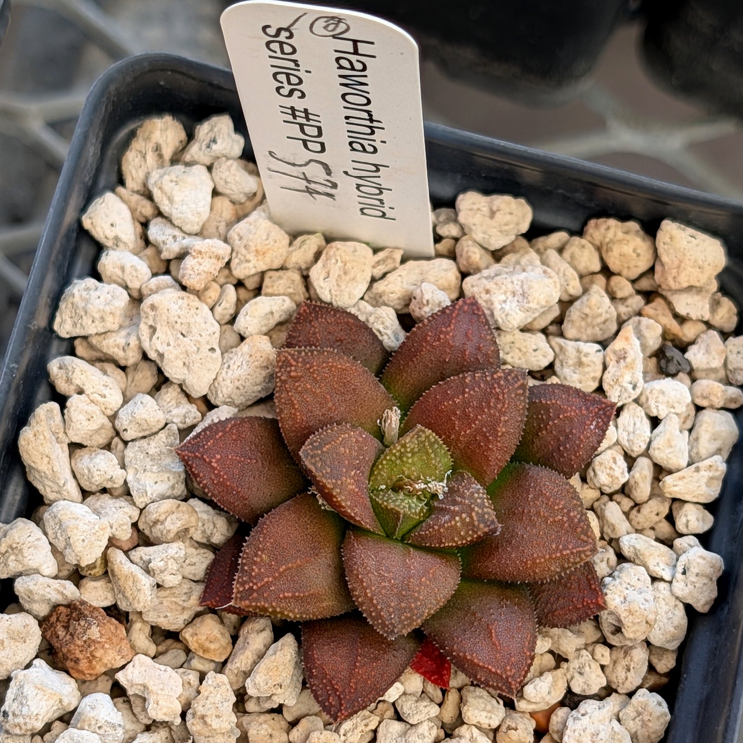 Haworthia  hybrid series PP574 #10