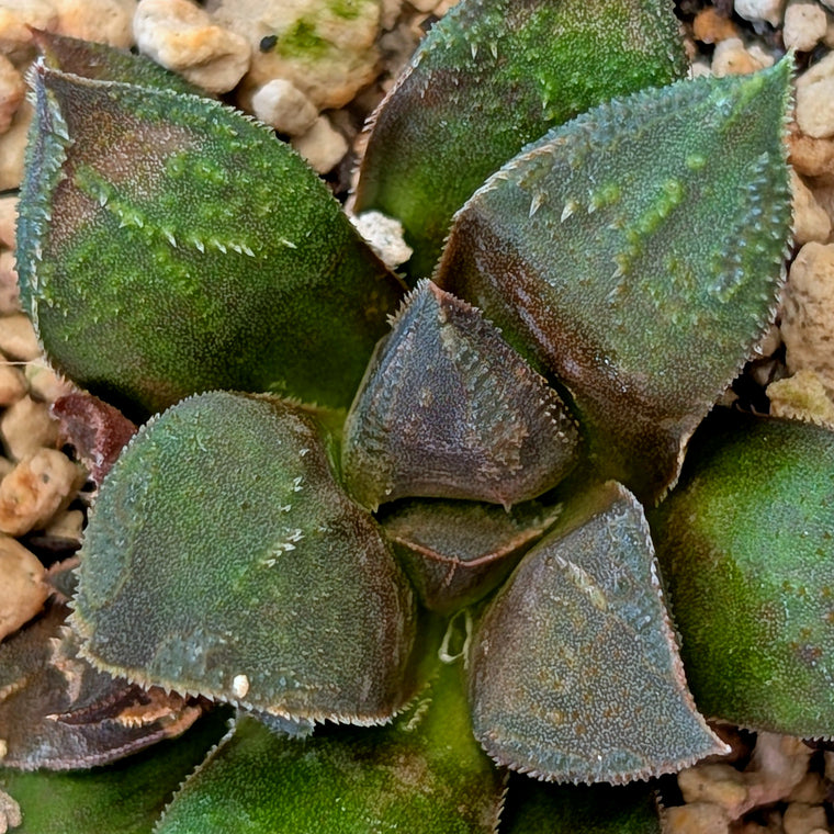 Haworthia  hybrid series PP574 #14
