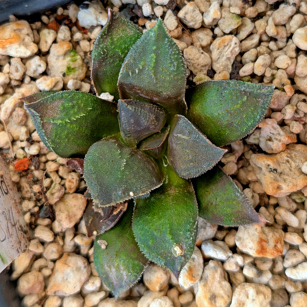 Haworthia  hybrid series PP574 #14