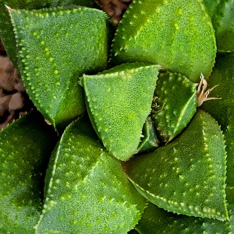 Haworthia hybrid series PP574 #27