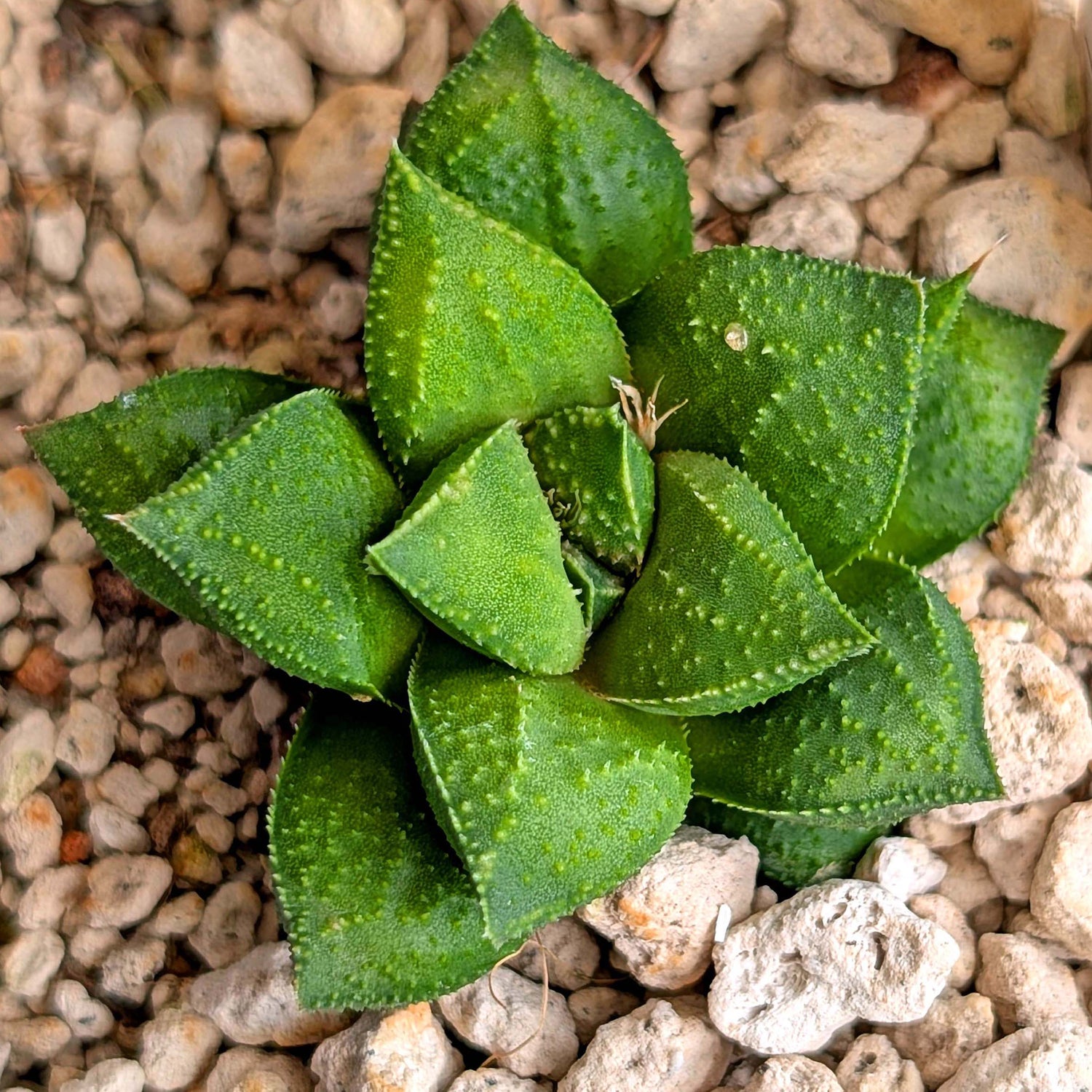 Haworthia hybrid series PP574 #27
