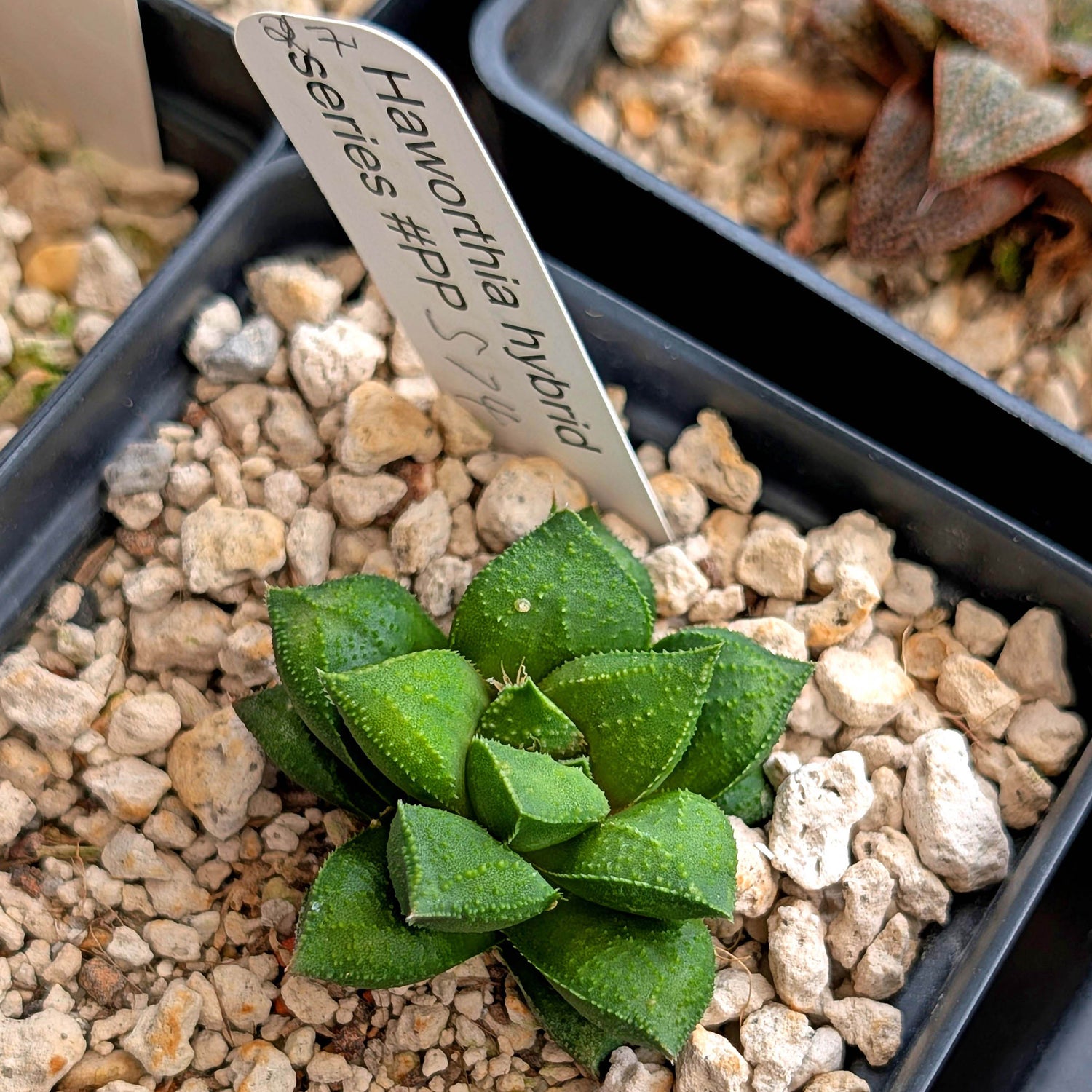 Haworthia hybrid series PP574 #27
