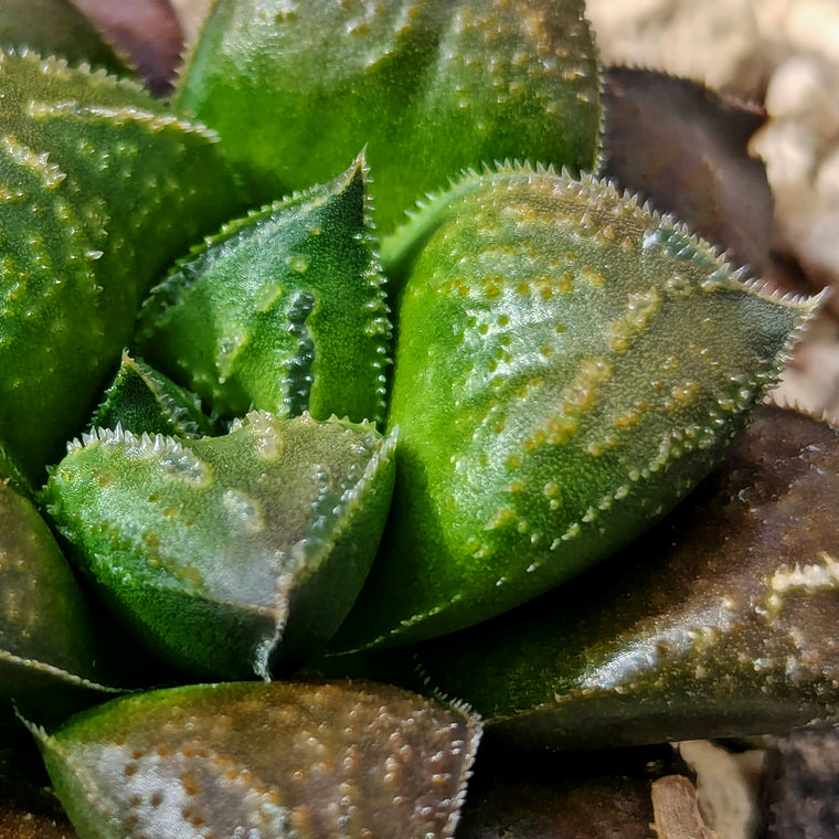 Haworthia  hybrid series PP574 #k