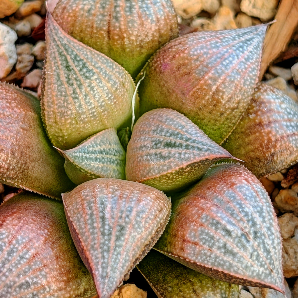 Haworthia  hybrid series PP575 #37