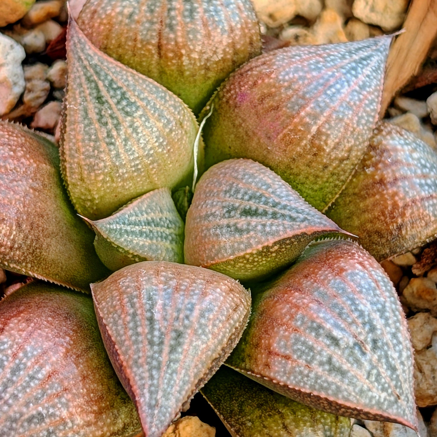 Haworthia  hybrid series PP575 #37
