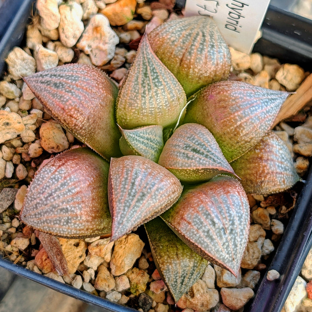 Haworthia  hybrid series PP575 #37
