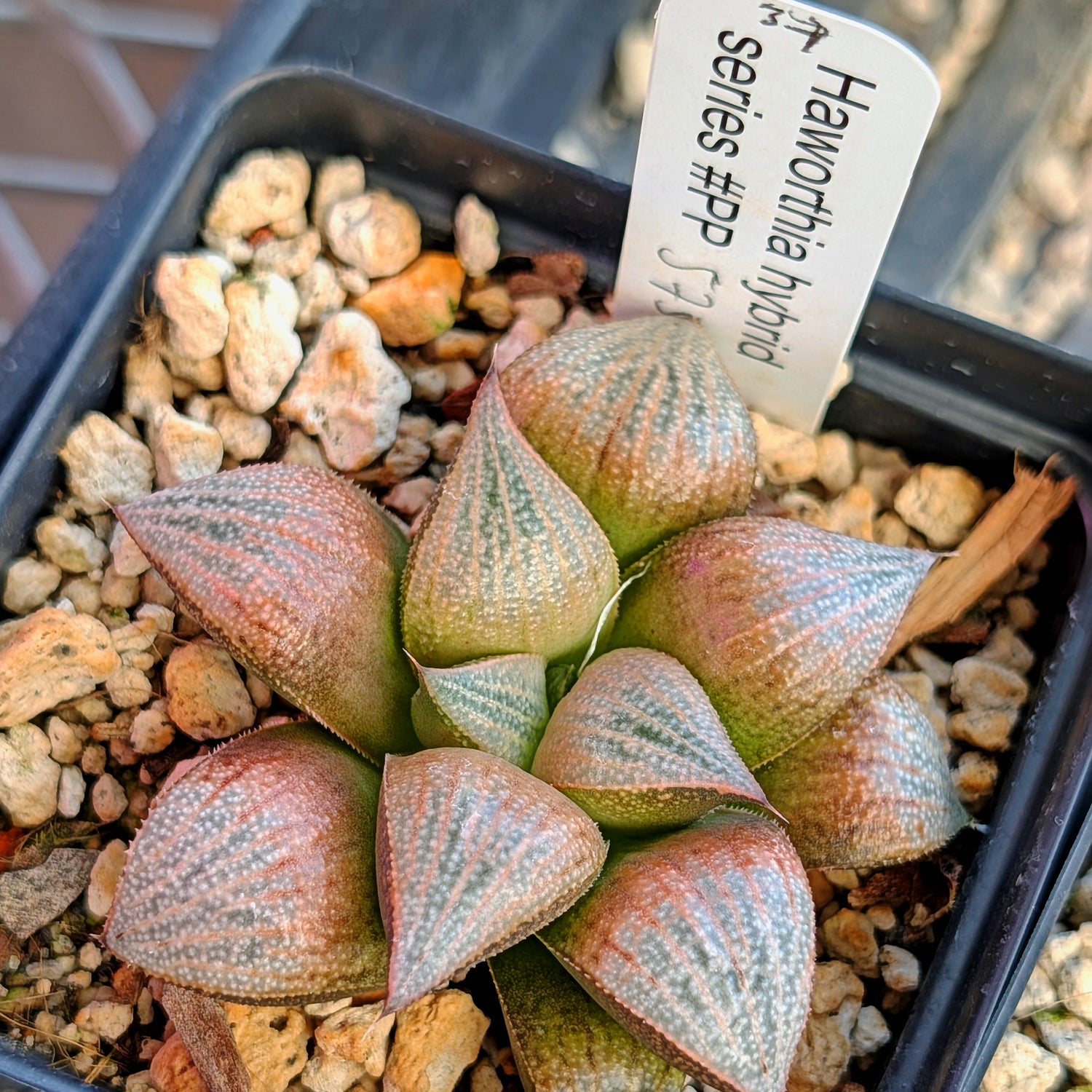 Haworthia  hybrid series PP575 #37
