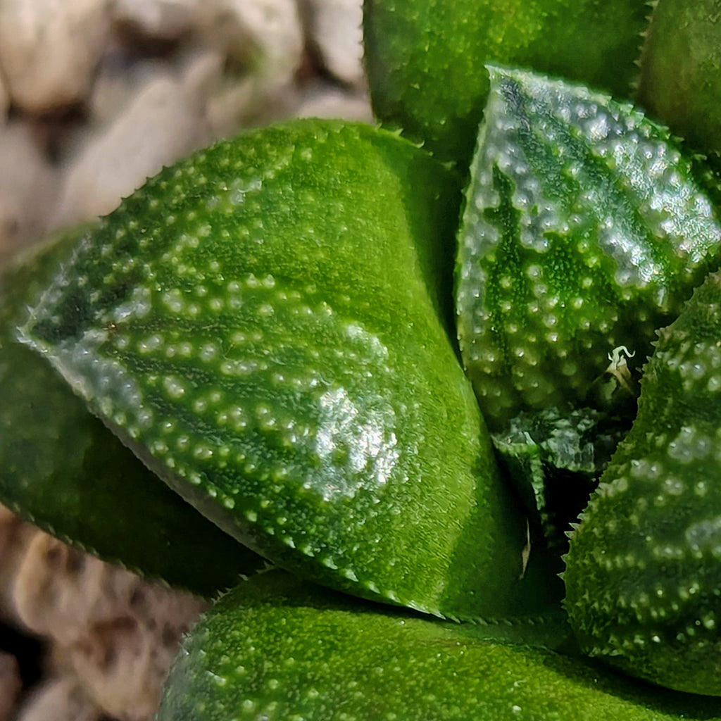 Haworthia  hybrid series PP575 #L