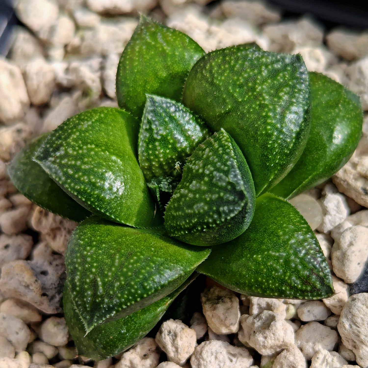 Haworthia  hybrid series PP575 #L