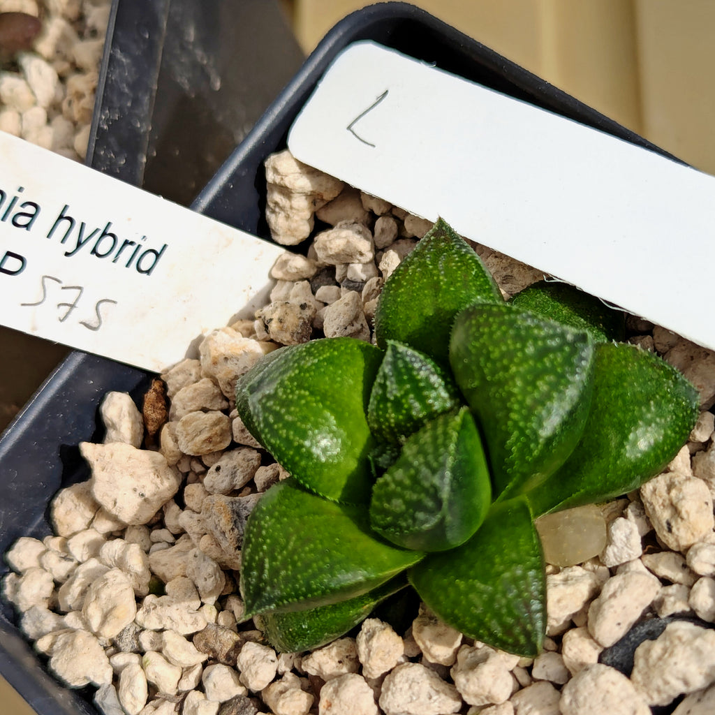 Haworthia  hybrid series PP575 #L