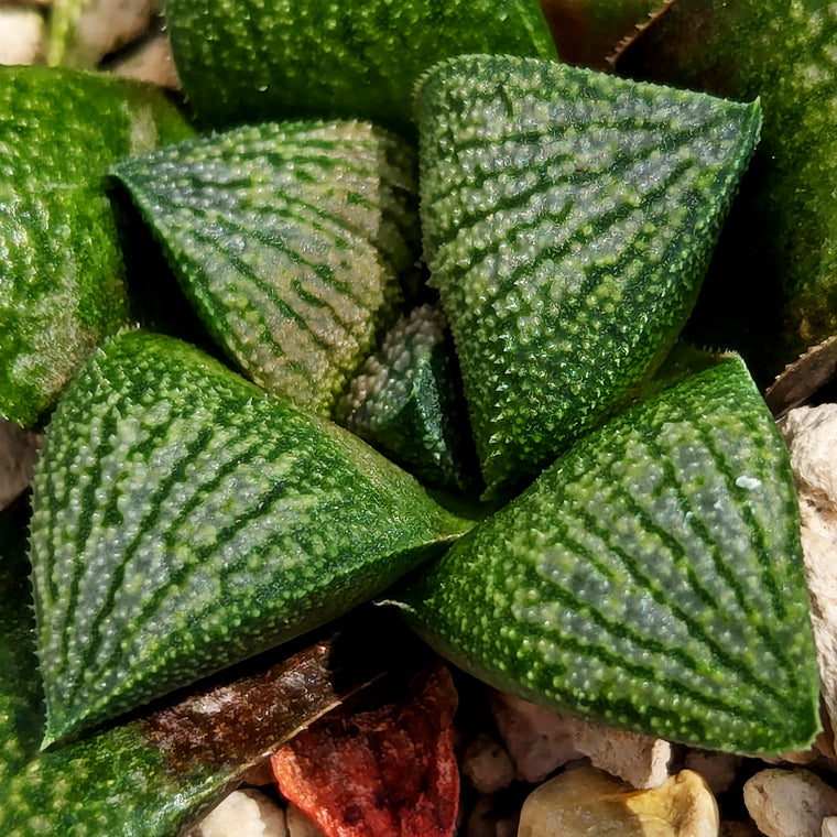 Haworthia  hybrid series PP575 #q