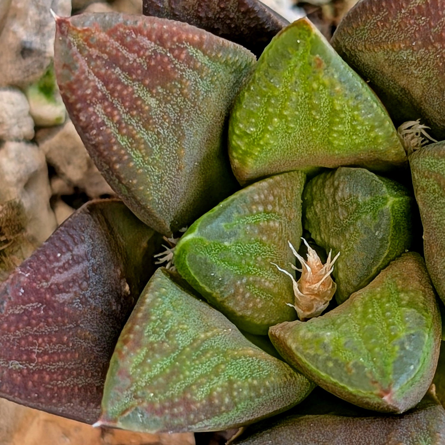 Haworthia hybrid series PP576 #19