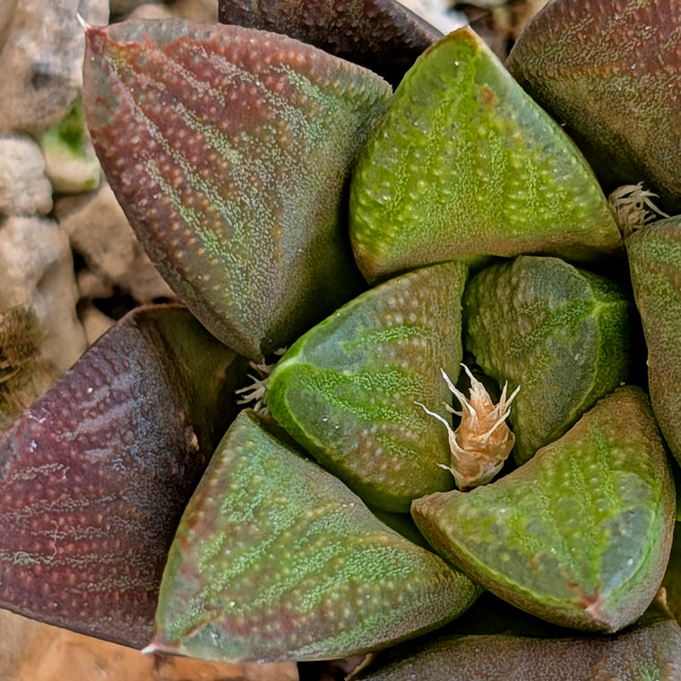 Haworthia hybrid series PP576 #19
