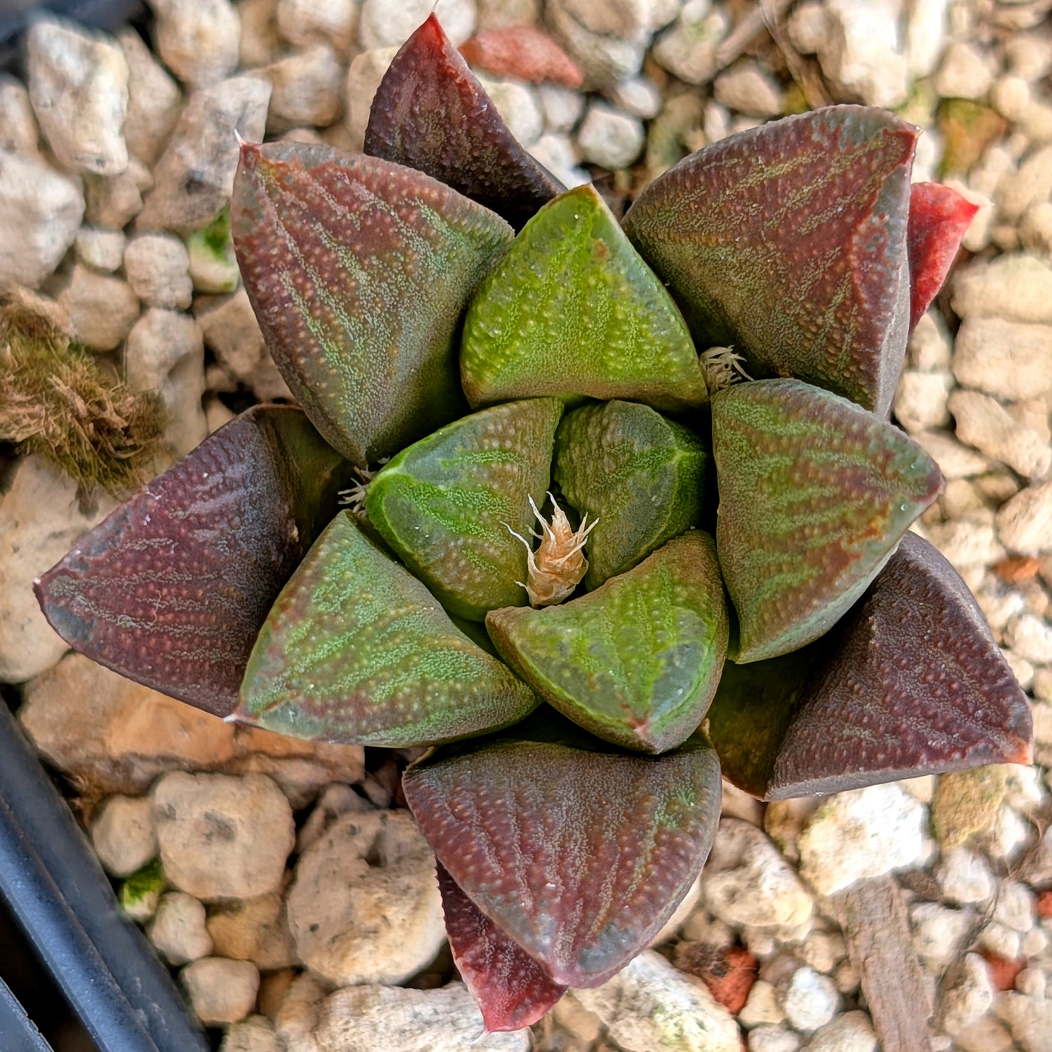 Haworthia hybrid series PP576 #19