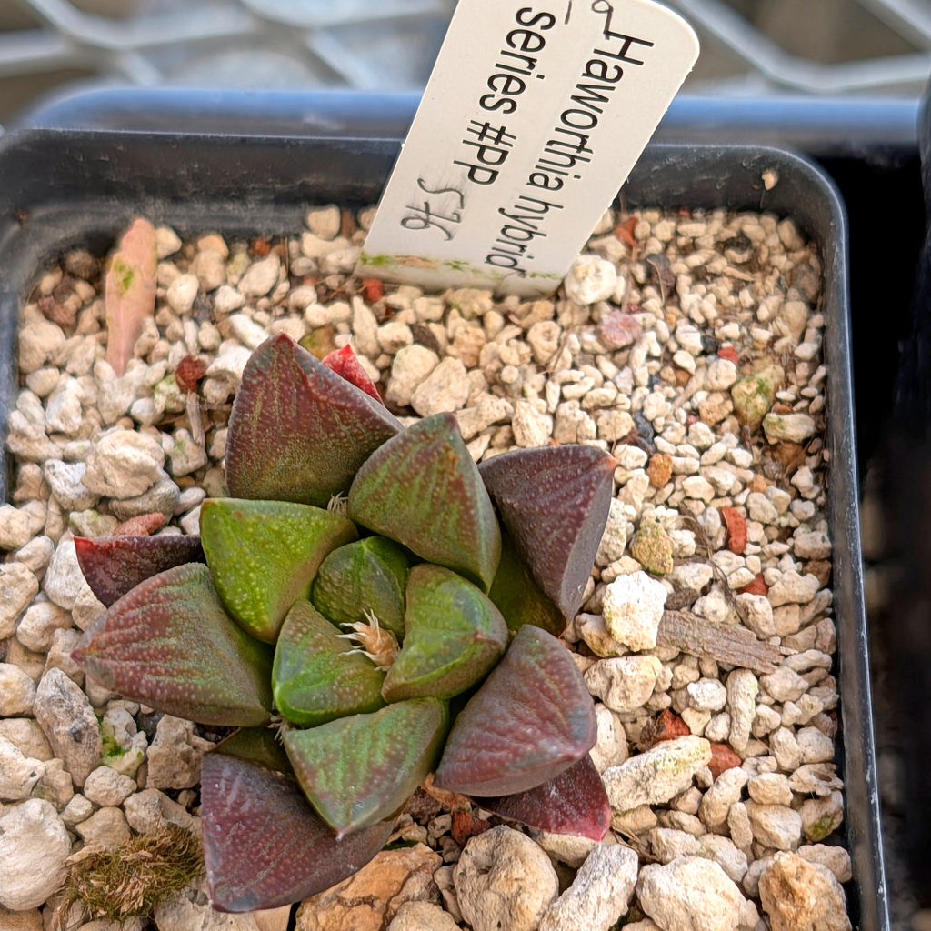 Haworthia hybrid series PP576 #19