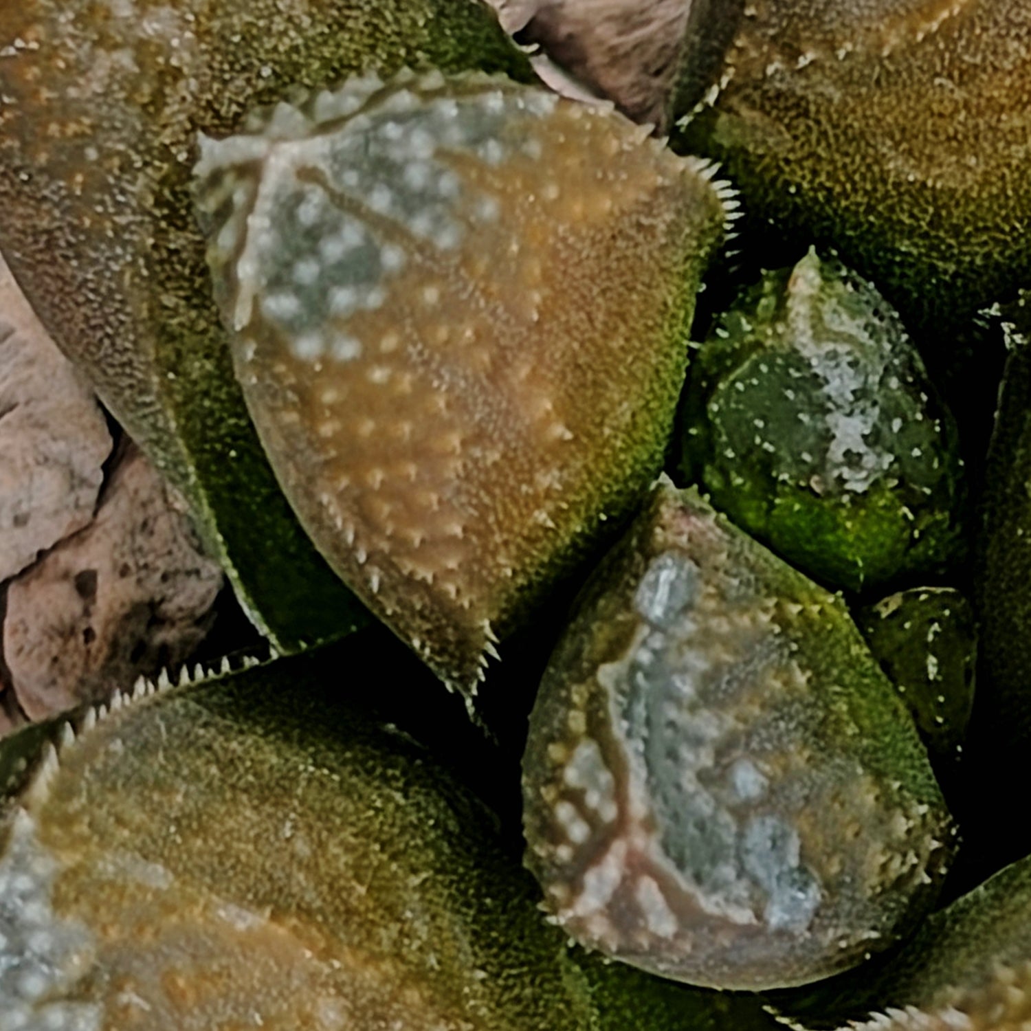 Haworthia PP576 hybrid series #21