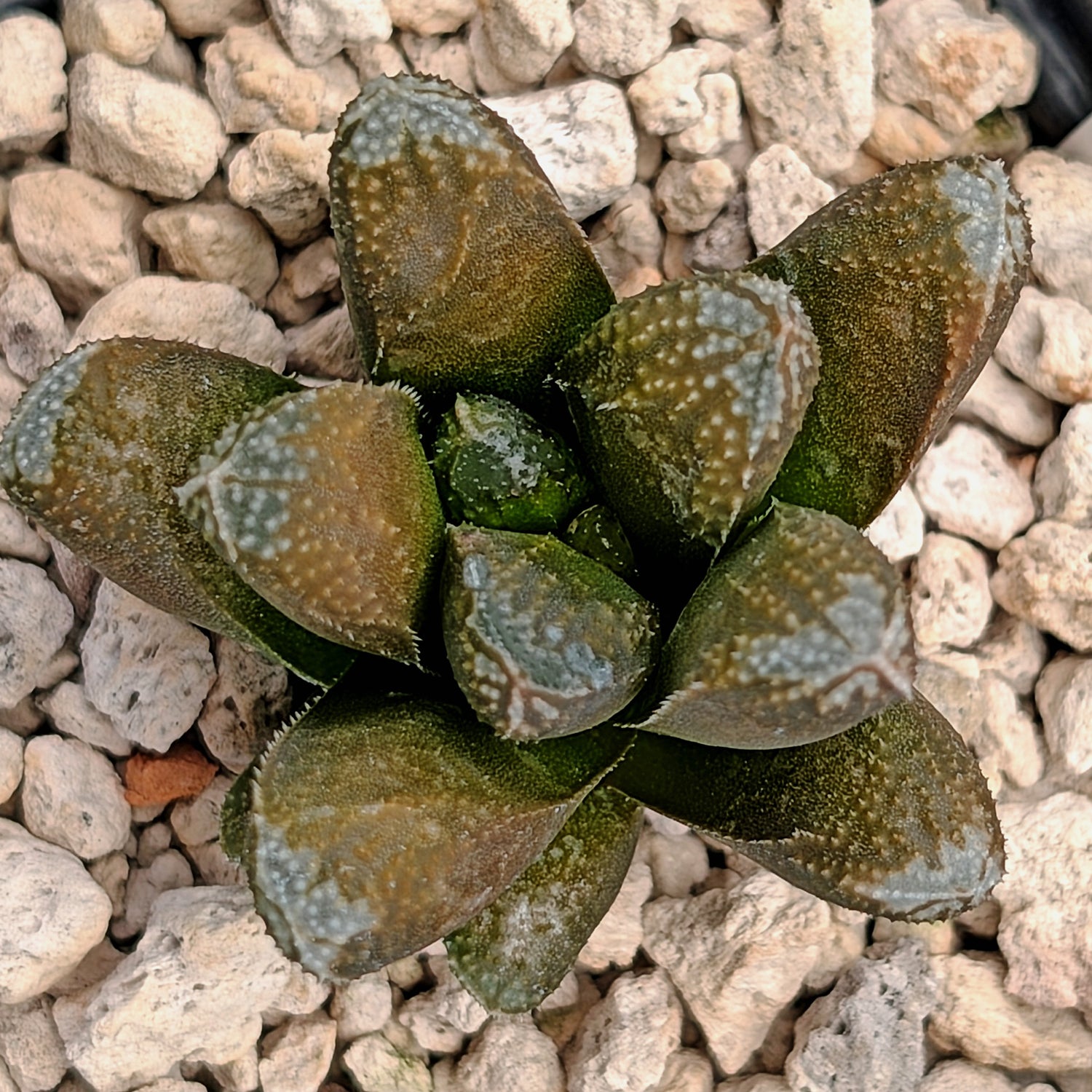 Haworthia PP576 hybrid series #21